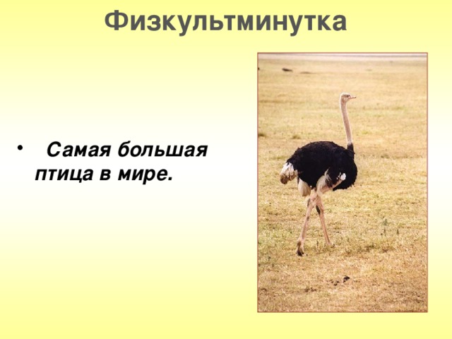 Физкультминутка