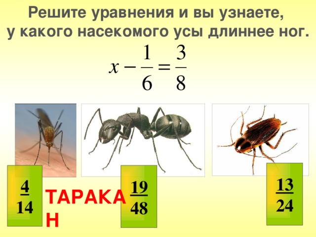 Решите уравнения и вы узнаете, у какого насекомого усы длиннее ног. 13 24 4 19 14 48 ТАРАКАН