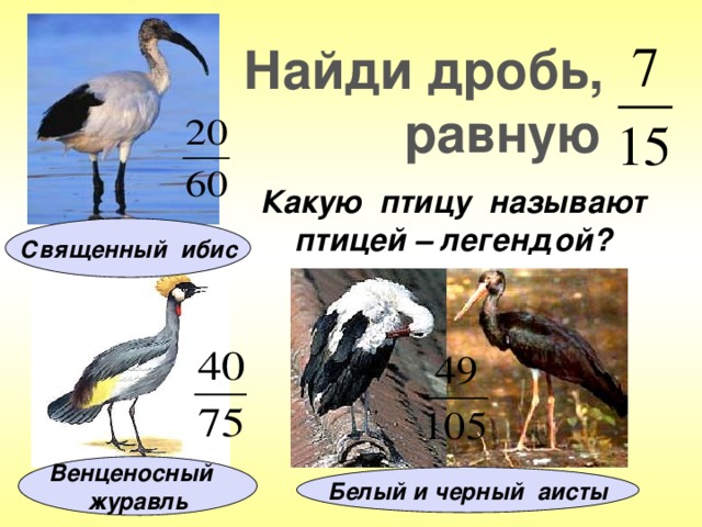 Найди дробь,  равную Какую птицу называют птицей – легендой? Священный ибис Венценосный журавль Белый и черный аисты 7