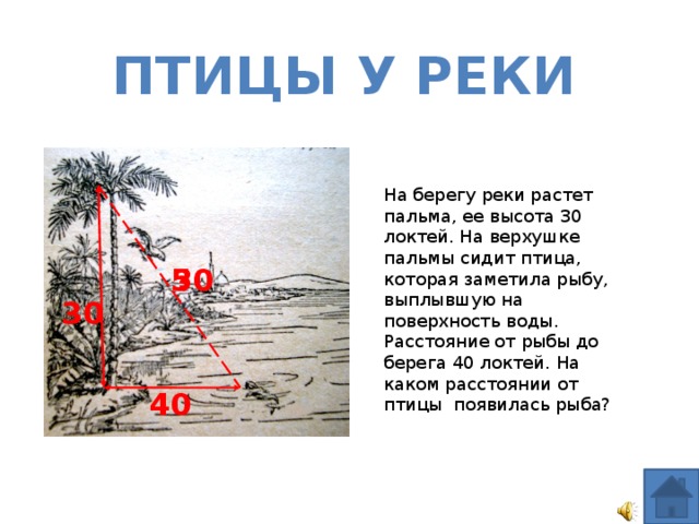 Птицы у реки На берегу реки растет пальма, ее высота 30 локтей. На верхушке пальмы сидит птица, которая заметила рыбу, выплывшую на поверхность воды. Расстояние от рыбы до берега 40 локтей. На каком расстоянии от птицы появилась рыба? ? 50 30 40 
