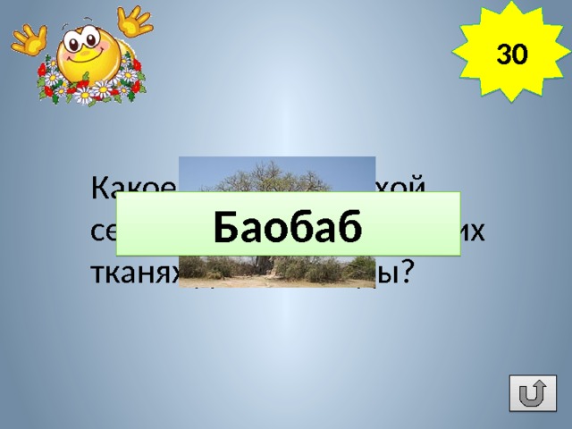 30 Какое дерево на сухой сезон накапливает в своих тканях до 120 т воды? Баобаб 