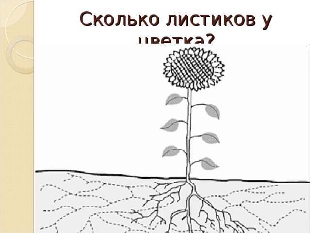 Сколько листиков у цветка?