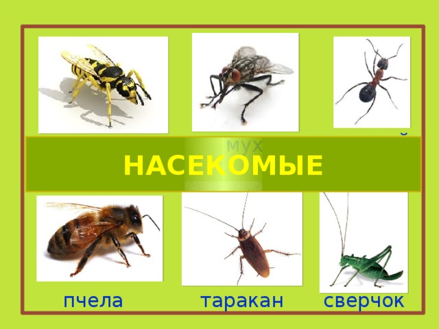 Кто такие насекомые 1 класс технологическая карта