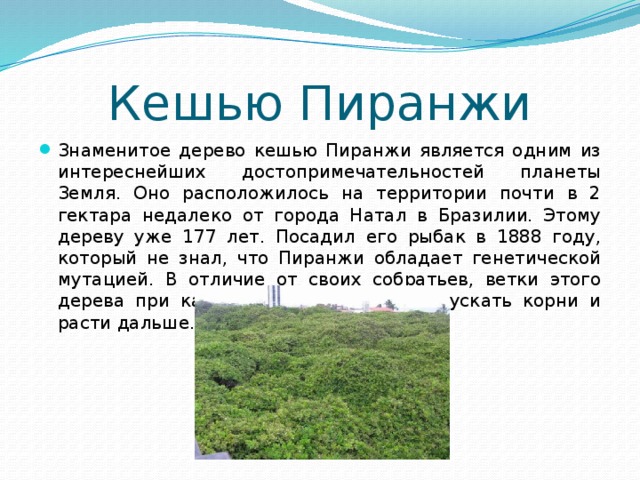Кешью Пиранжи Знаменитое дерево кешью Пиранжи является одним из интереснейших достопримечательностей планеты Земля. Оно расположилось на территории почти в 2 гектара недалеко от города Натал в Бразилии. Этому дереву уже 177 лет. Посадил его рыбак в 1888 году, который не знал, что Пиранжи обладает генетической мутацией. В отличие от своих собратьев, ветки этого дерева при касании земли начинают пускать корни и расти дальше. 