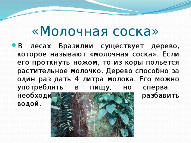 «Молочная соска» В лесах Бразилии существует дерево, которое называют «молочная соска». Если его проткнуть ножом, то из коры польется растительное молочко. Дерево способно за один раз дать 4 литра молока. Его можно употреблять в пищу, но сперва необходимо прокипятить и разбавить водой.  