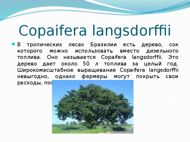 Copaifera langsdorffii В тропических лесах Бразилии есть дерево, сок которого можно использовать вместо дизельного топлива. Оно называется Copaifera langsdorffii. Это дерево дает около 50 л топлива за целый год. Широкомасштабное выращивание Copaifera langsdorffii невыгодно, однако фермеры могут покрыть свои расходы, посадив сад из таких растений. 