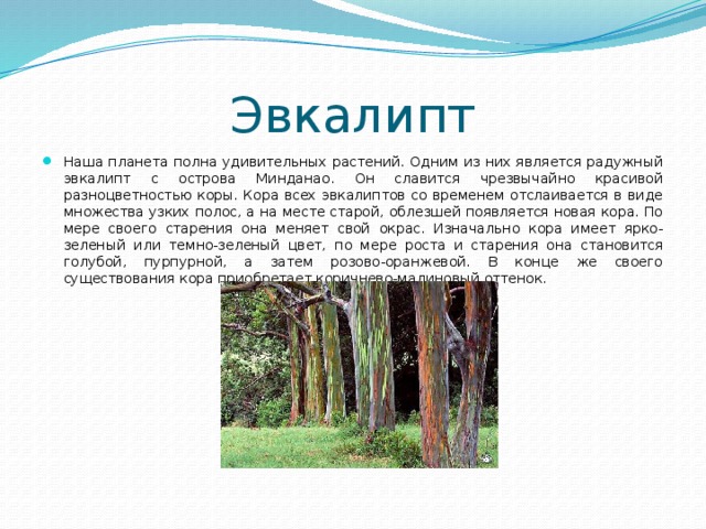 Эвкалипт Наша планета полна удивительных растений. Одним из них является радужный эвкалипт с острова Минданао. Он славится чрезвычайно красивой разноцветностью коры. Кора всех эвкалиптов со временем отслаивается в виде множества узких полос, а на месте старой, облезшей появляется новая кора. По мере своего старения она меняет свой окрас. Изначально кора имеет ярко-зеленый или темно-зеленый цвет, по мере роста и старения она становится голубой, пурпурной, а затем розово-оранжевой. В конце же своего существования кора приобретает коричнево-малиновый оттенок. 