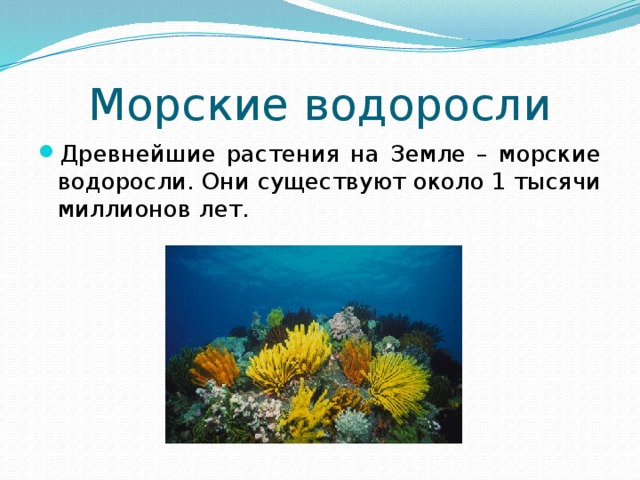 Морские водоросли Древнейшие растения на Земле – морские водоросли. Они существуют около 1 тысячи миллионов лет. 