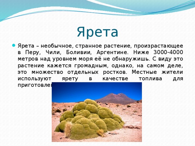 Ярета Ярета – необычное, странное растение, произрастающее в Перу, Чили, Боливии, Аргентине. Ниже 3000-4000 метров над уровнем моря её не обнаружишь. С виду это растение кажется громадным, однако, на самом деле, это множество отдельных ростков. Местные жители используют ярету в качестве топлива для приготовления еды. 