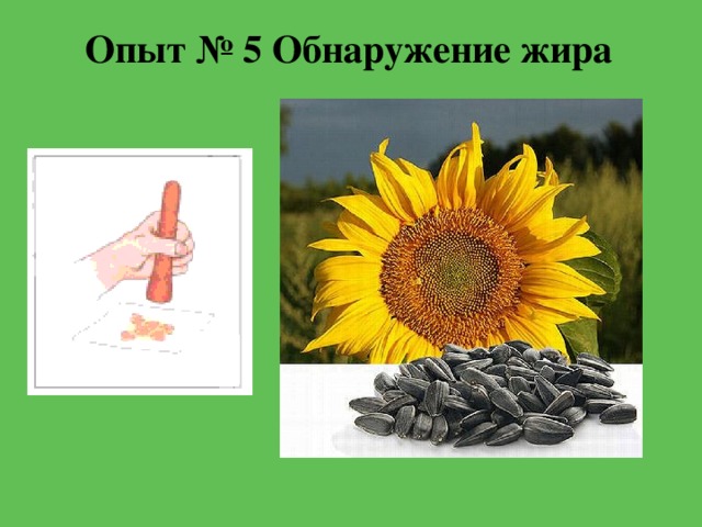 Опыт № 5 Обнаружение жира 
