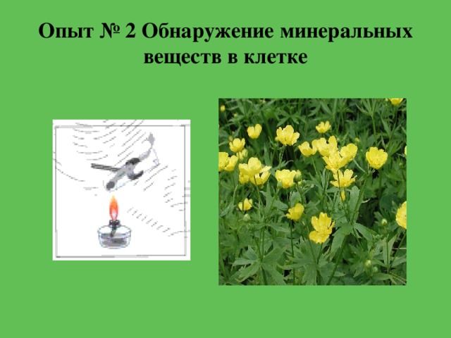 Опыт № 2 Обнаружение минеральных веществ в клетке 