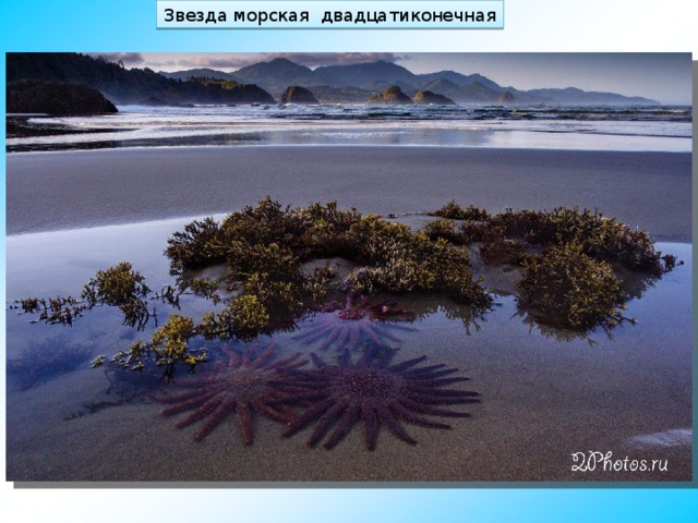 Звезда морская двадцатиконечная 
