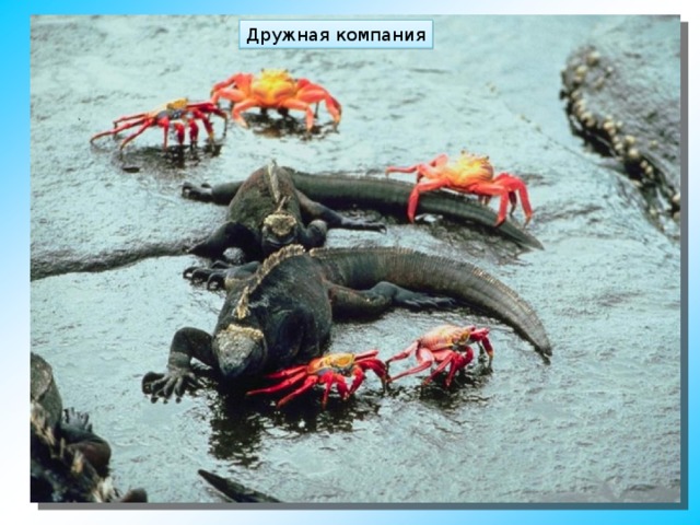 Дружная компания 