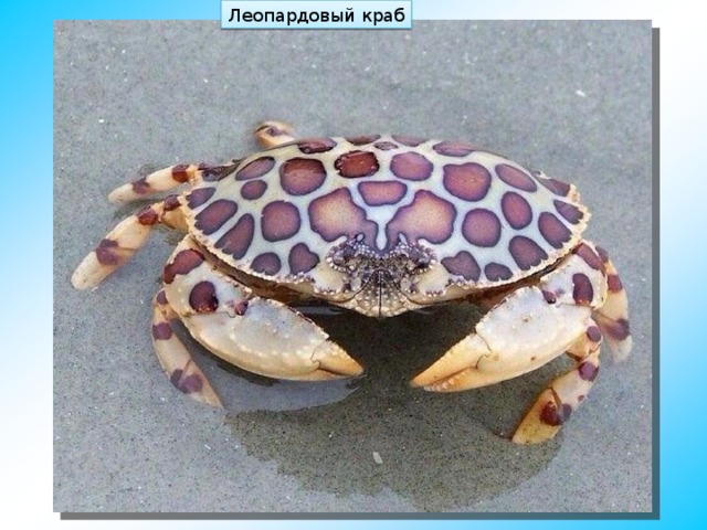 Леопардовый краб 