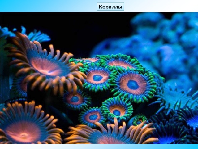 Кораллы 