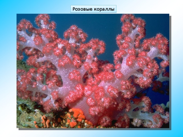 Розовые кораллы 