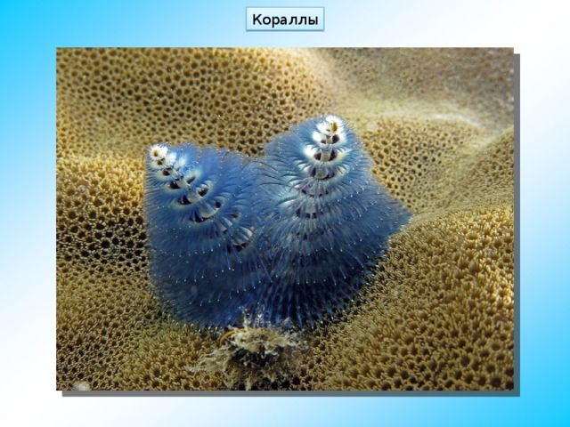 Кораллы 