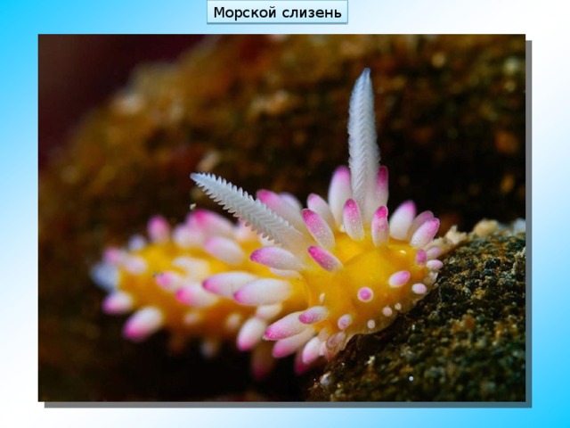 Морской слизень 