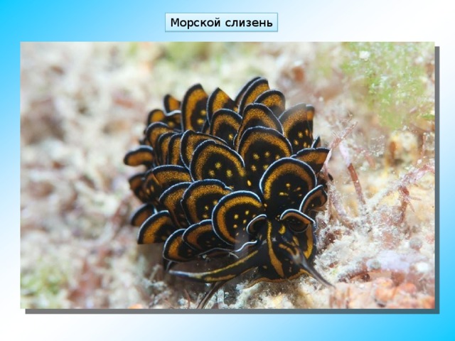 Морской слизень 