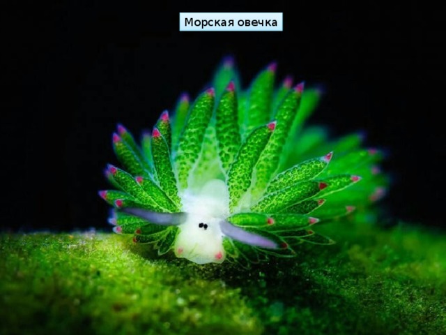 Морская овечка 