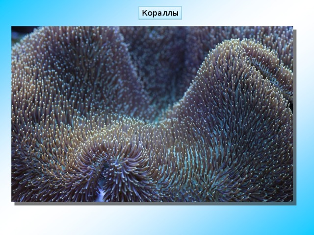 Кораллы 