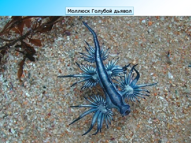 Моллюск Голубой дьявол 