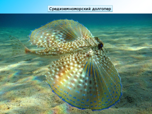 Средиземноморский долгопер 