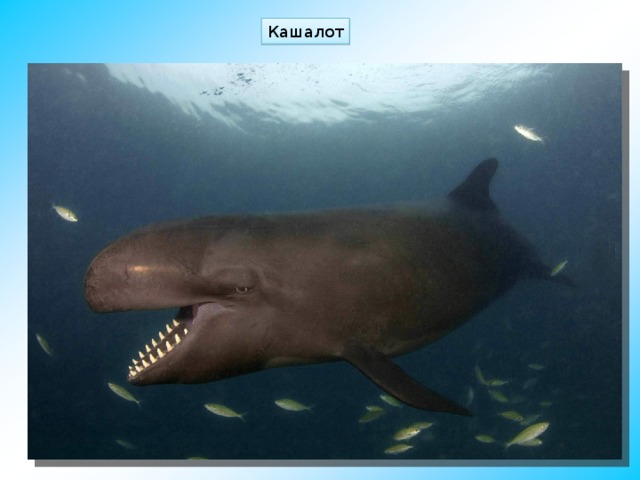 Кашалот 