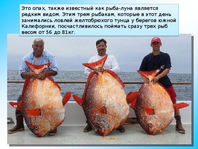 Это опах, также известный как рыба-луна является редким видом. Этим трем рыбакам, которые в этот день занимались ловлей желтобрюхого тунца у берегов южной Калифорнии, посчастливилось поймать сразу трех рыб весом от 56 до 81кг. 