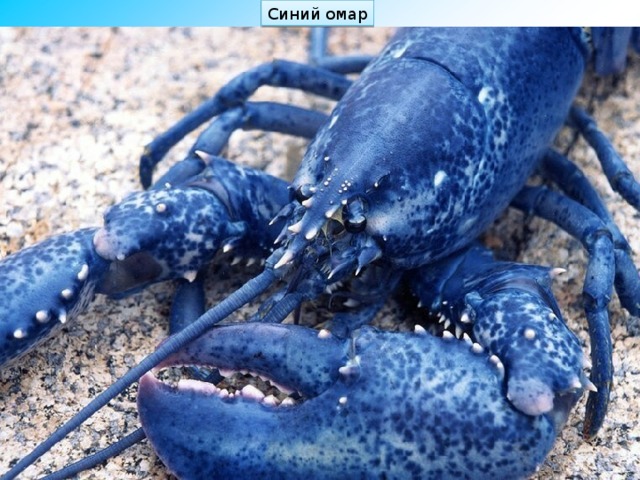 Синий омар 