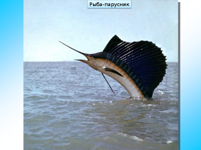 Рыба-парусник 