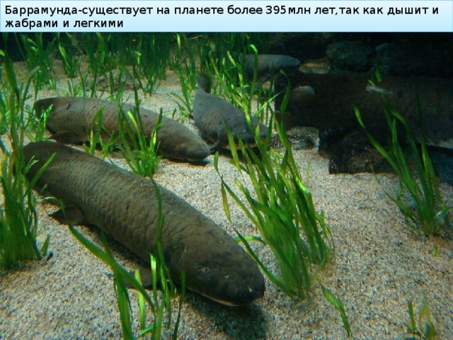 Баррамунда-существует на планете более 395млн лет,так как дышит и жабрами и легкими 