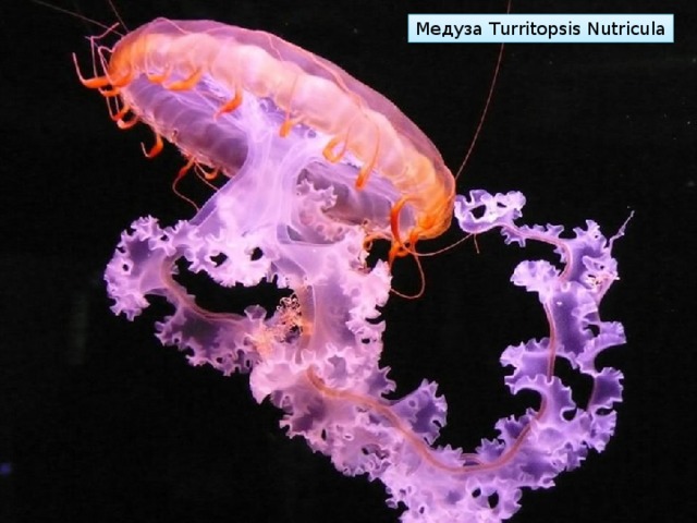 Медуза Turritopsis Nutricula 
