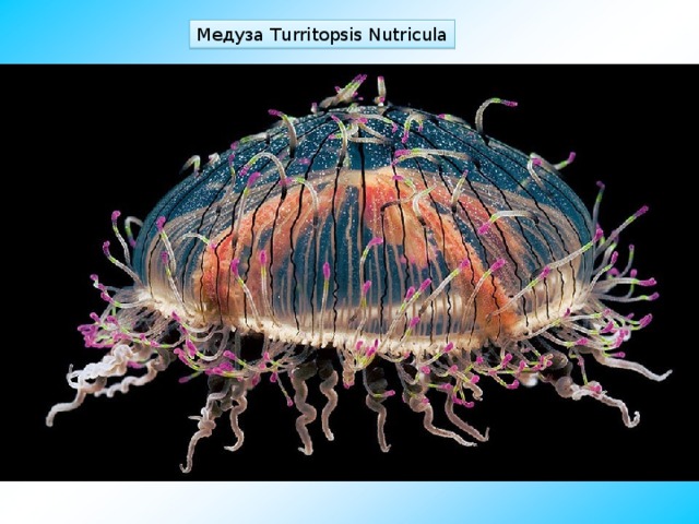 Медуза Turritopsis Nutricula 