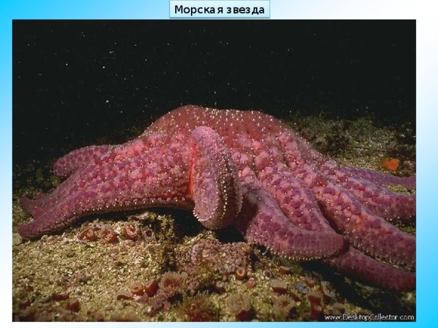 Морская звезда 