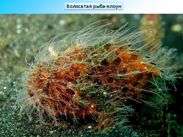 Волосатая рыба-клоун 