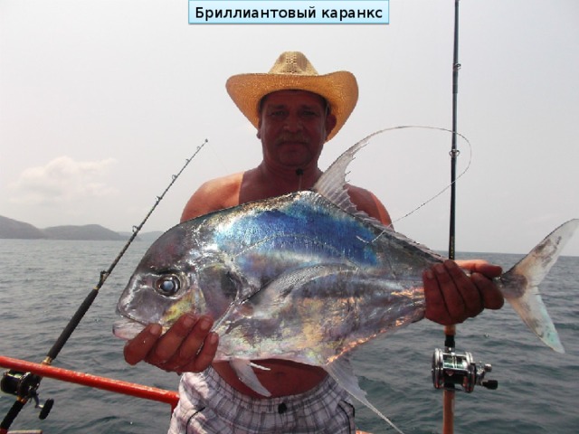 Бриллиантовый каранкс 