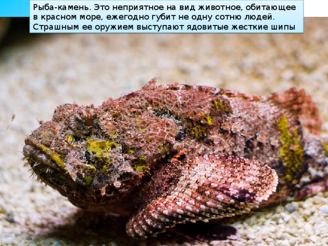 Рыба-камень. Это неприятное на вид животное, обитающее в красном море, ежегодно губит не одну сотню людей. Страшным ее оружием выступают ядовитые жесткие шипы 