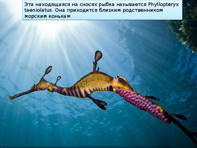 Эта находящаяся на сносях рыбка называется Phyllopteryx taeniolatus. Она приходится близким родственником морским конькам 