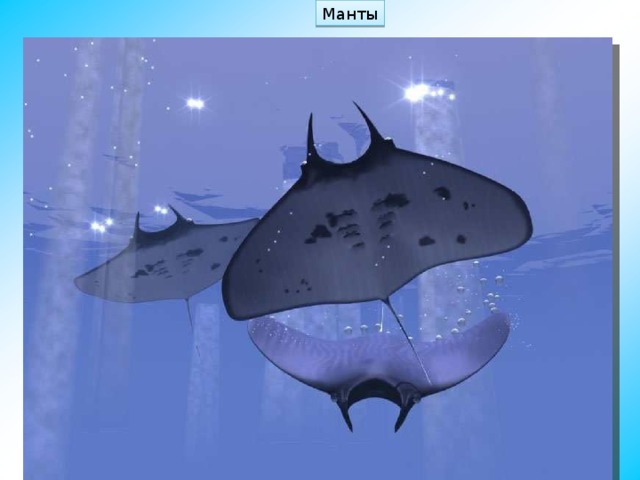 Манты 