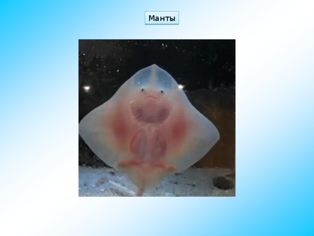 Манты 