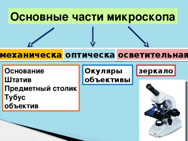 Какая функция тубуса в микроскопе