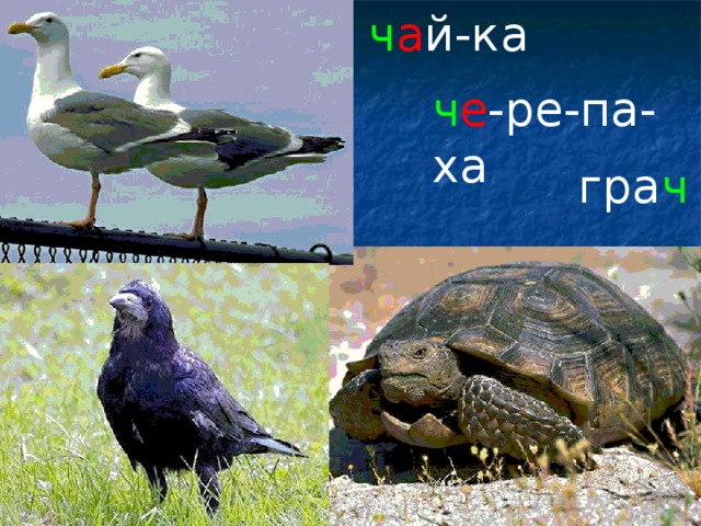 ч а й-ка ч е -ре-па-ха гра ч 