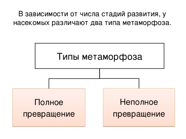 В зависимости от числа стадий развития, у насекомых различают два типа метаморфоза. Типы метаморфоза Неполное превращение Полное превращение 