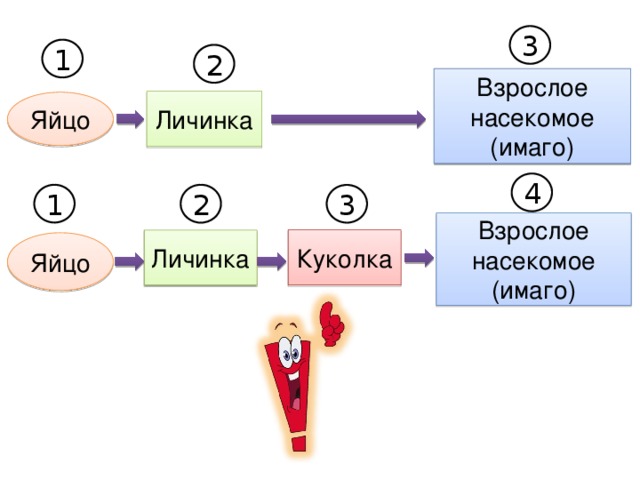 3 1 2 Взрослое насекомое (имаго) Личинка Яйцо 4 1 2 3 Взрослое насекомое (имаго) Куколка Личинка Яйцо 