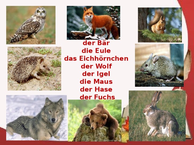 der B är die Eule das Eichhörnchen der Wolf der Igel die Maus der Hase  der Fuchs 