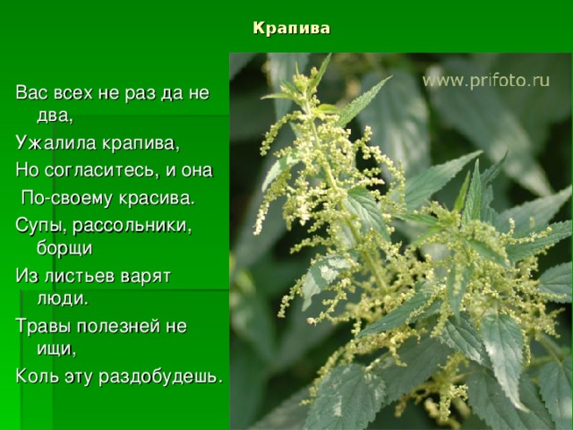 Что делать при ожоге крапивой. Последствия ожога - YouTube