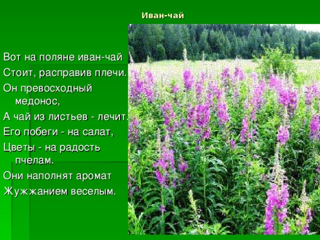 Проект иван чай 2 класс