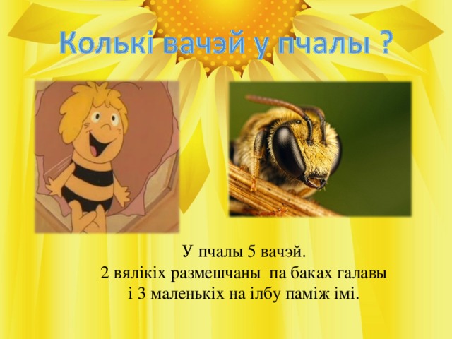 У пчалы 5 вачэй. 2 вялікіх размешчаны па баках галавы і 3 маленькіх на ілбу паміж імі.