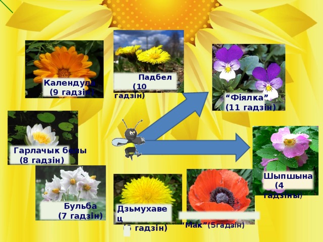 Падбел  (10 гадзін) Календула  (9 гадзін) “ Фіялка” (11 гадзін)  Гарлачык белы  (8 гадзін) Шыпшына  (4 гадзіны )  Бульба  (7 гадзін) Дзьмухавец  (6 гадзін) “ Мак” (5гадзін)